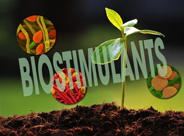 Biostimulants là gì? Biostimulants có tác dụng như thế nào đối với cây trồng?