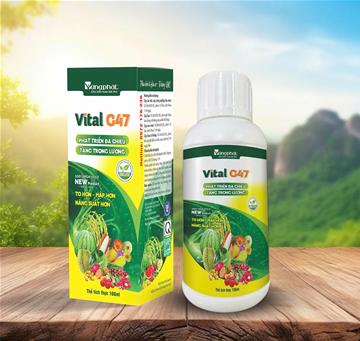 BÍ QUYẾT LÀM TO TRÁI BẰNG GA4+7 TRÊN CÂY ĂN TRÁ