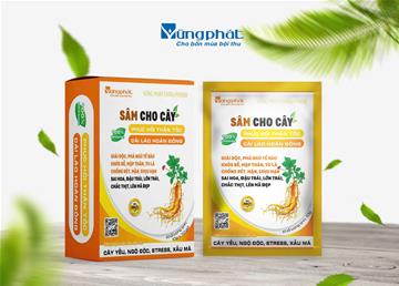 SÂM CHO CÂY